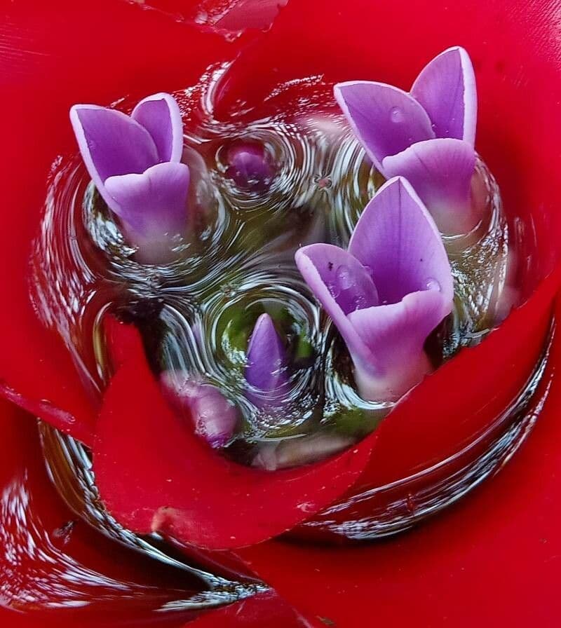 Bromelia arrossata 4