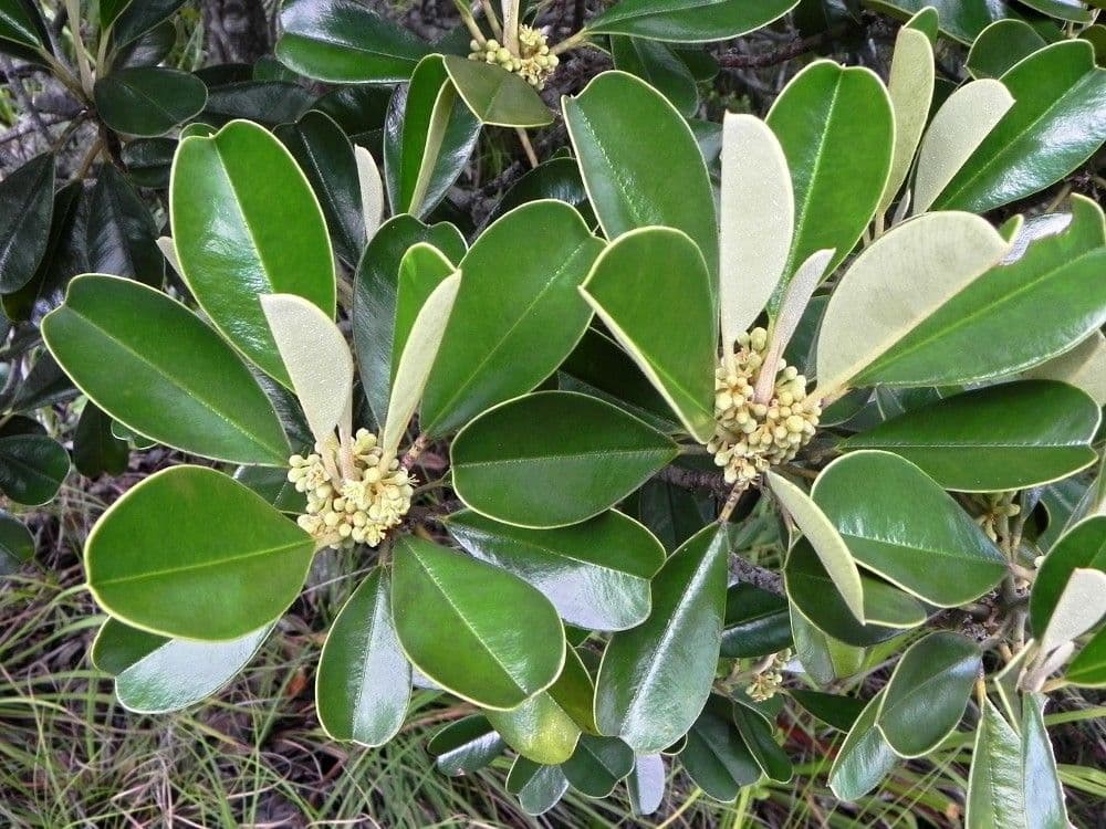 Solmsia calophylla 13