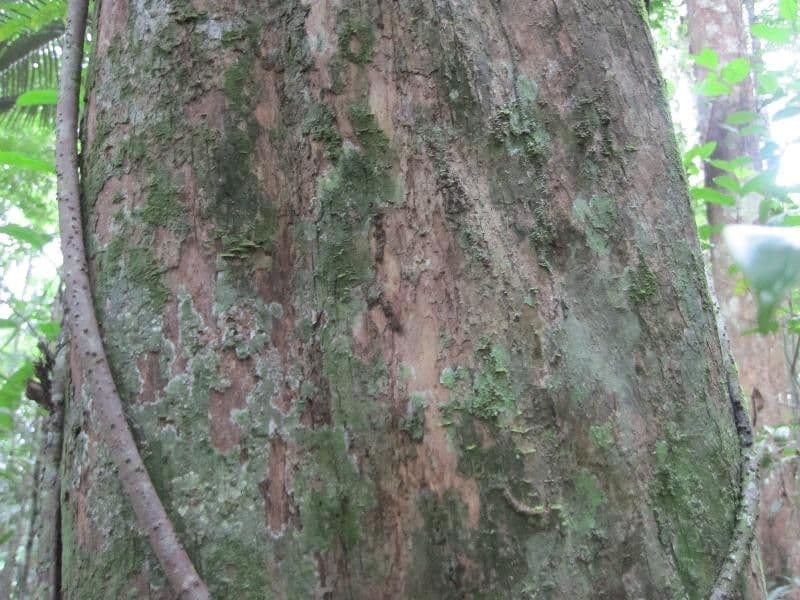 Minquartia guianensis 18