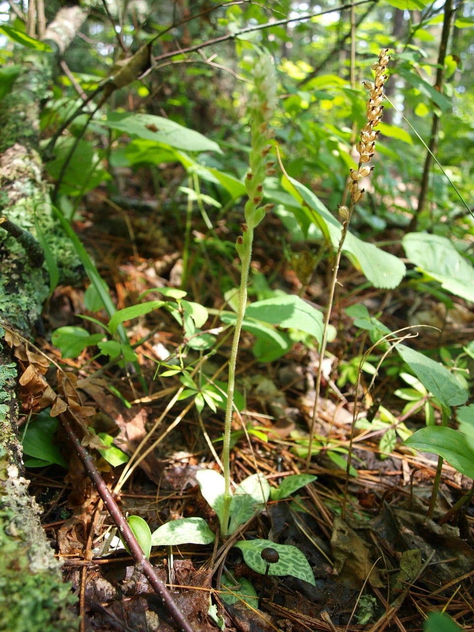 Goodyera tesselata 9
