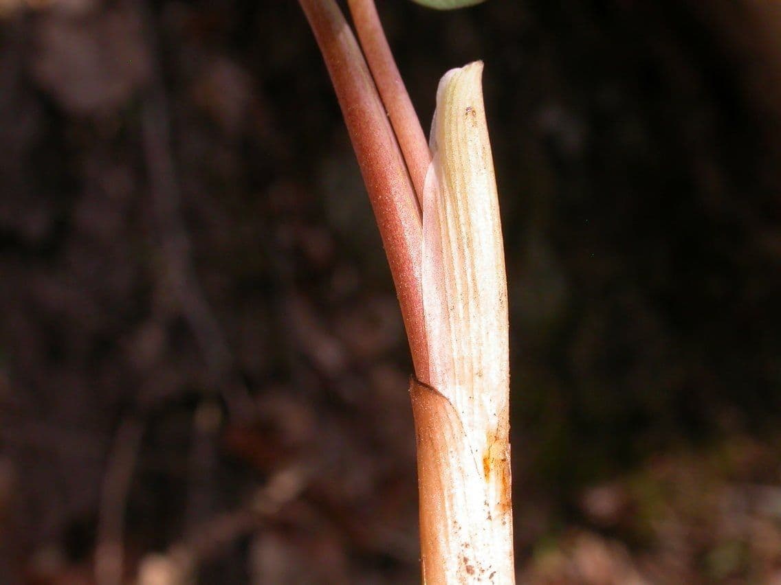 Sanguinaria 22