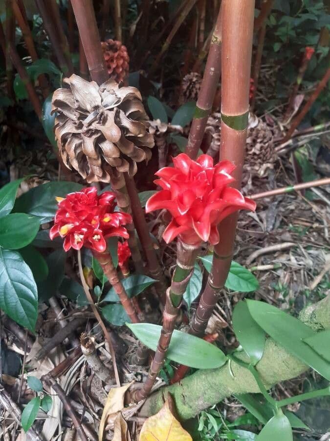 Ananas-Ingwer 6