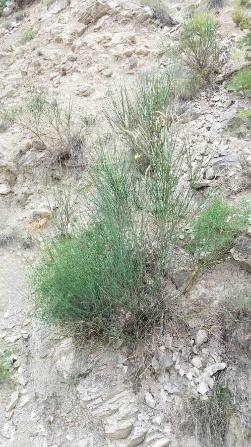 Ginestra odorosa 15