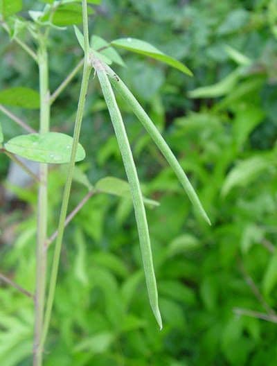 Macroptilium lathyroides 4
