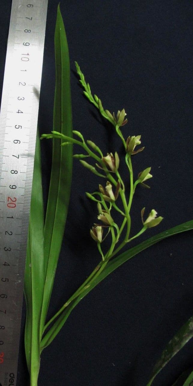 Prosthechea 5