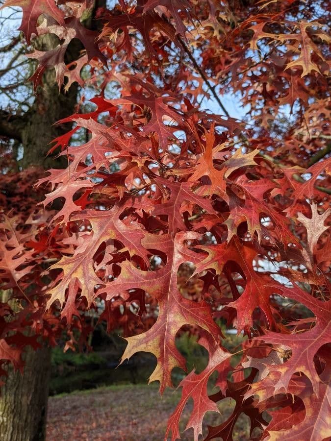 Sumpf-Eiche 20
