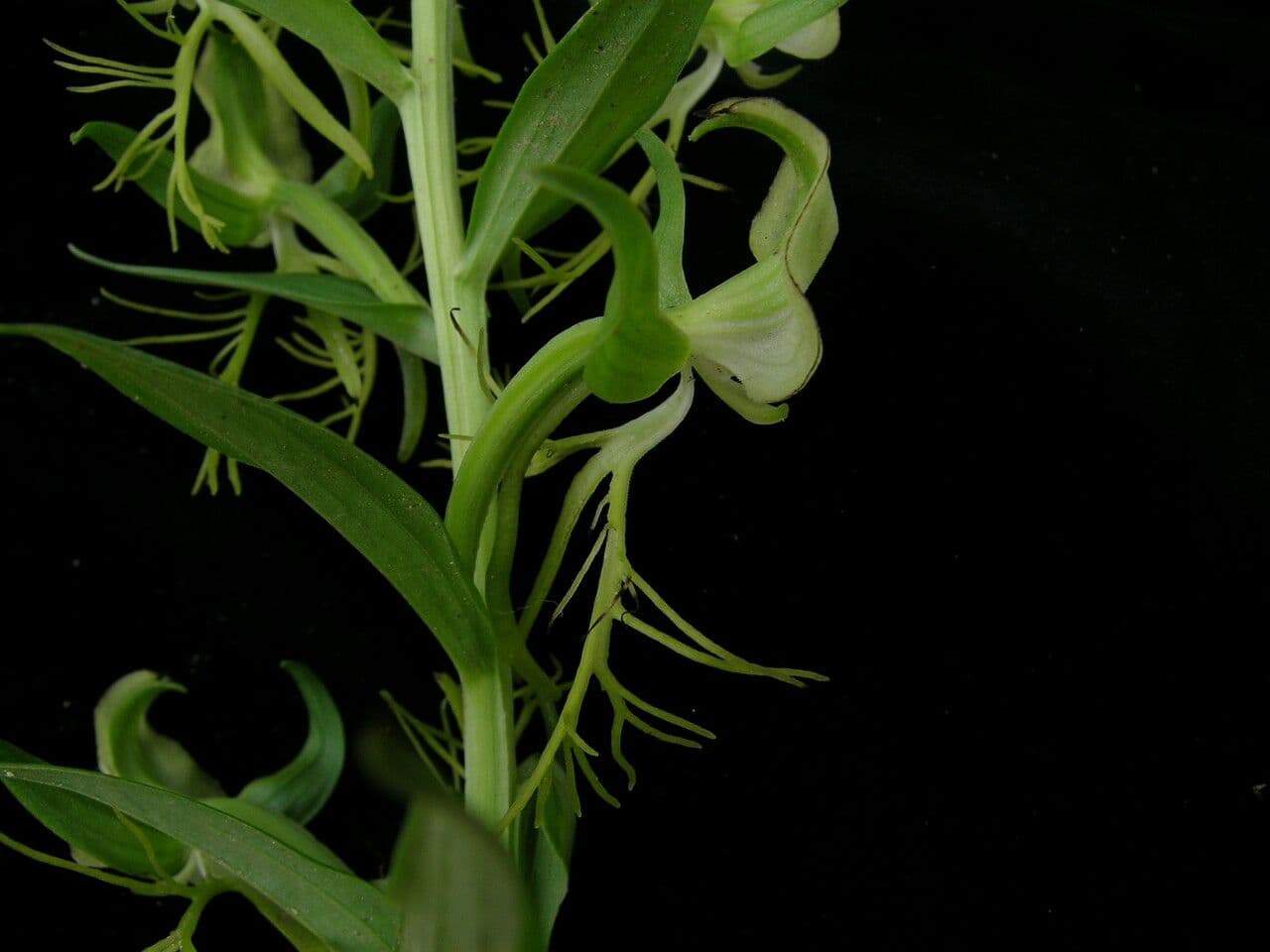 Habenaria 5