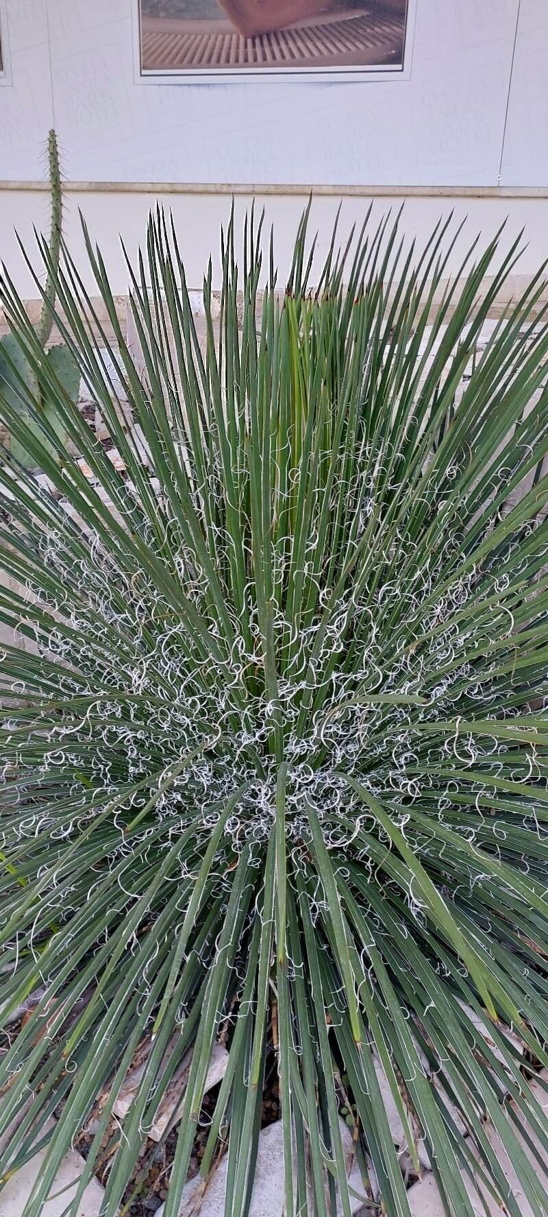 Schmalblättrige Yucca 11