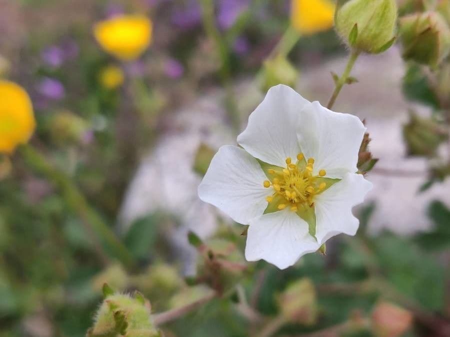 Cinquefoglie rupestre