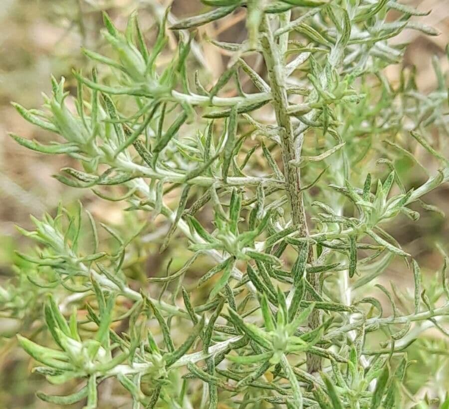 Baccharis 5