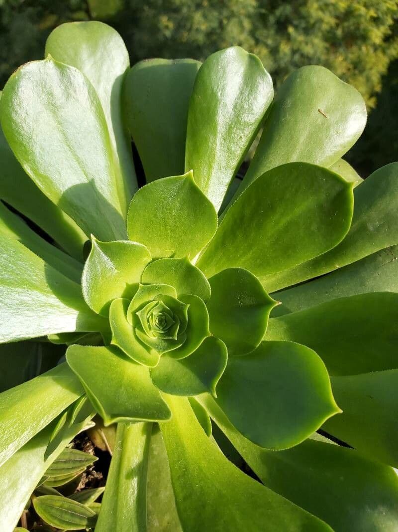 Aeonium 11