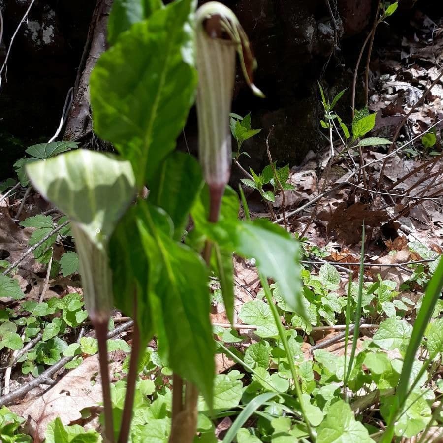 Arisema trójlistna 30