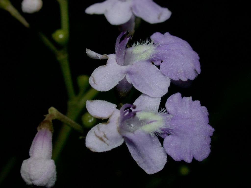 Vitex 6