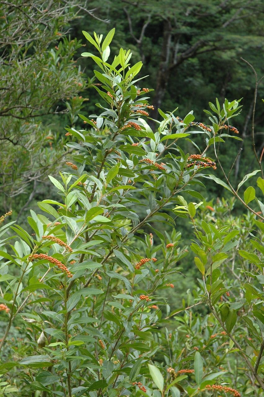 Citharexylum à queue 13