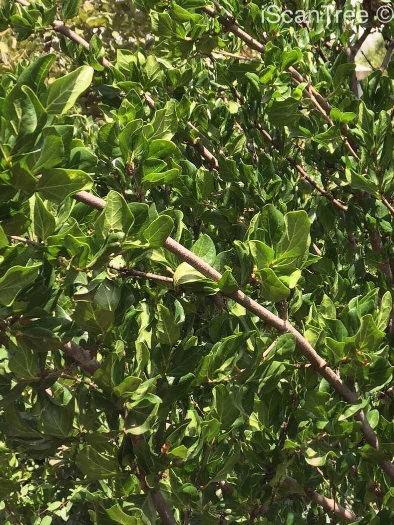Afrocanthium 9