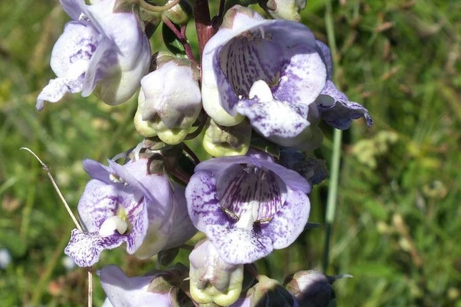 Angelonia integerrima 3
