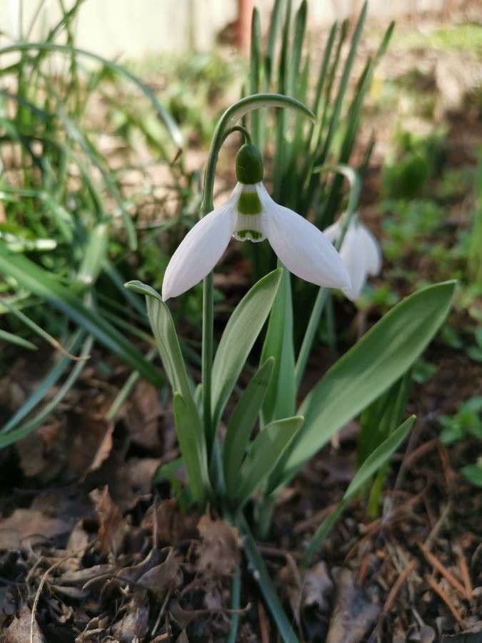 Große Schneeglöckchen 9