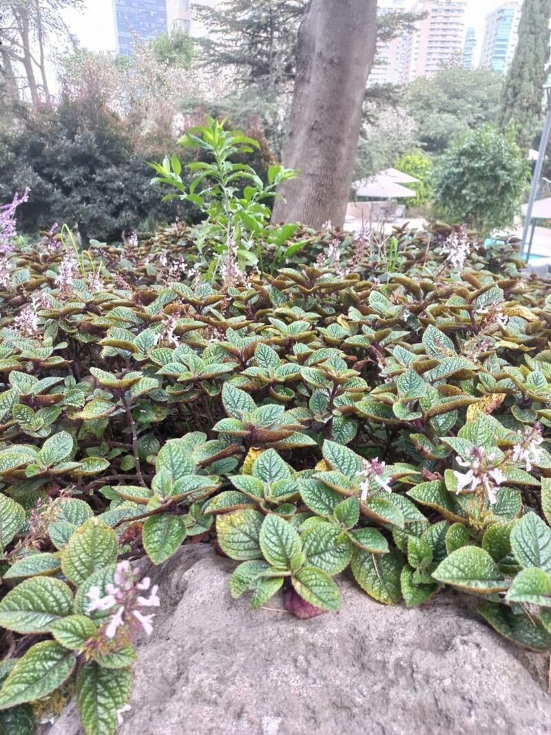 Plectranthus 21