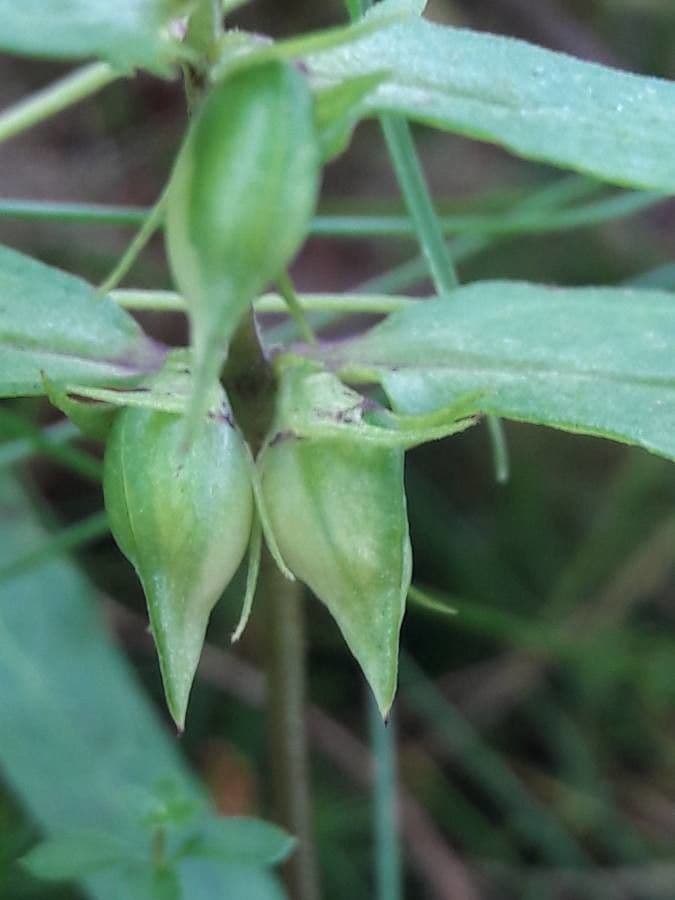 Melampyrum lineare