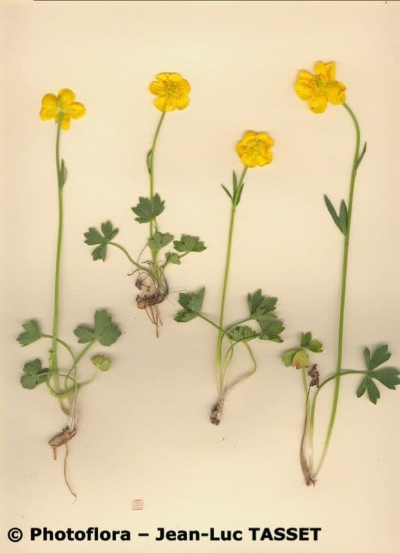 Ranunculus sartorianus