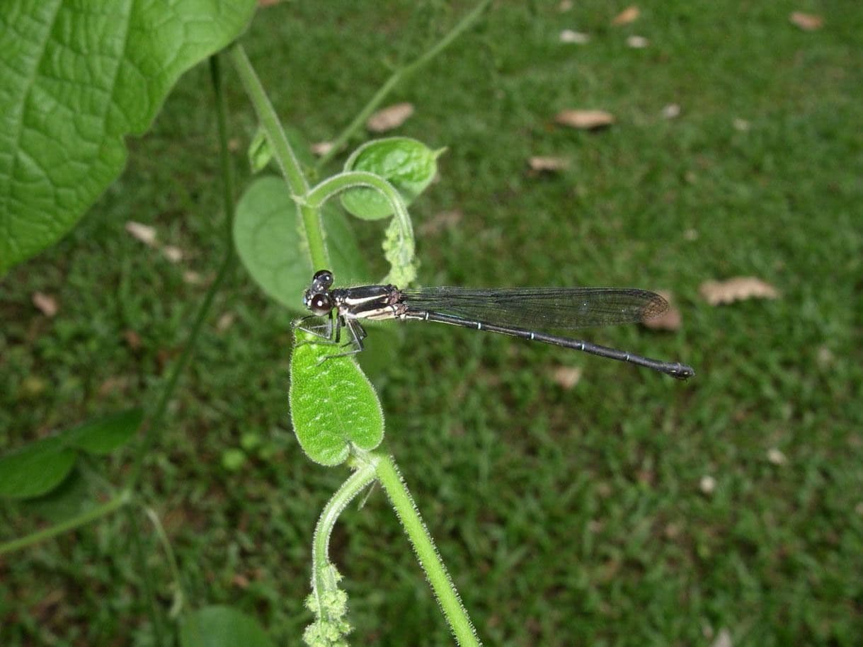 Sicydium 18