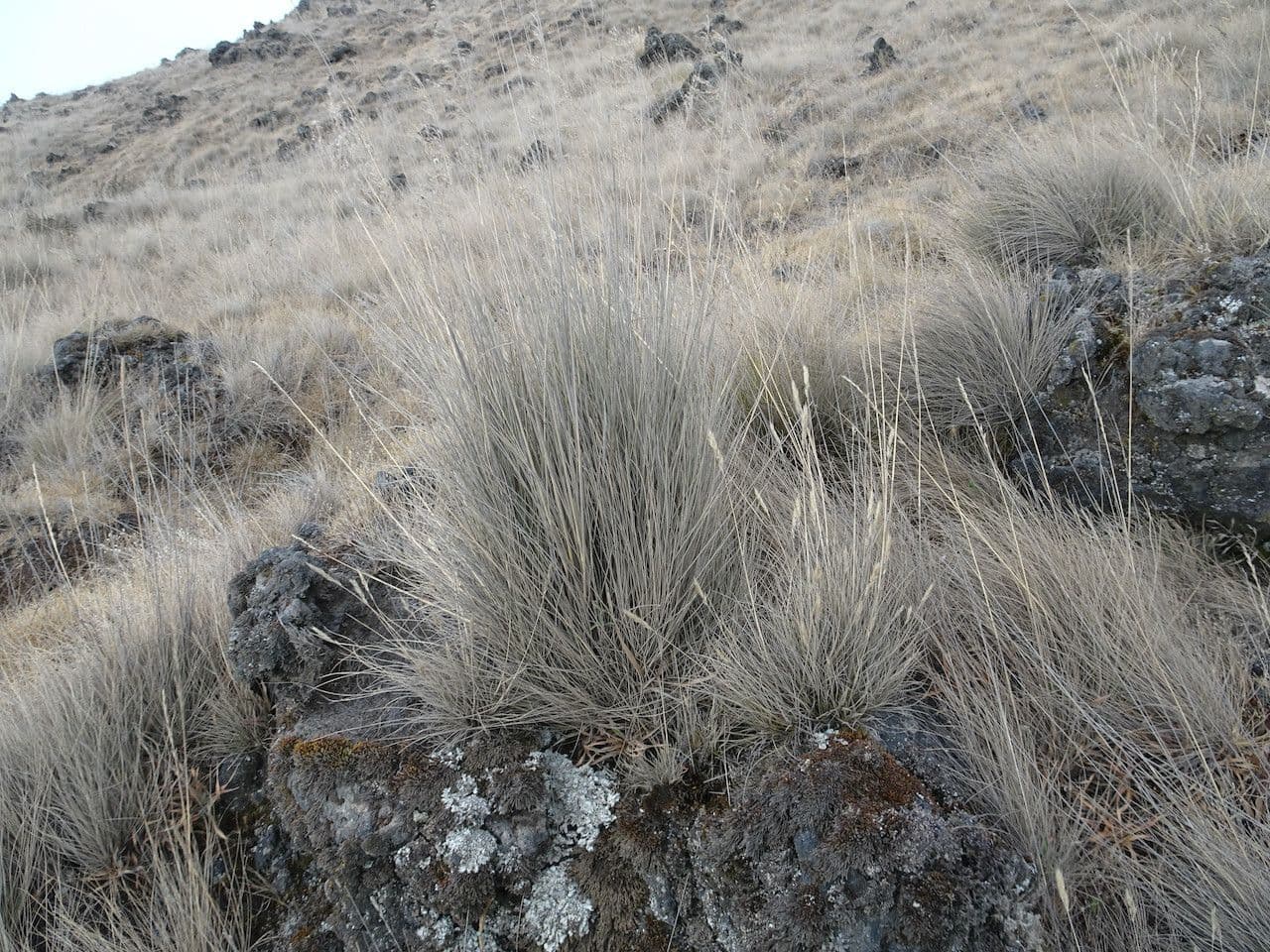Festuca 2