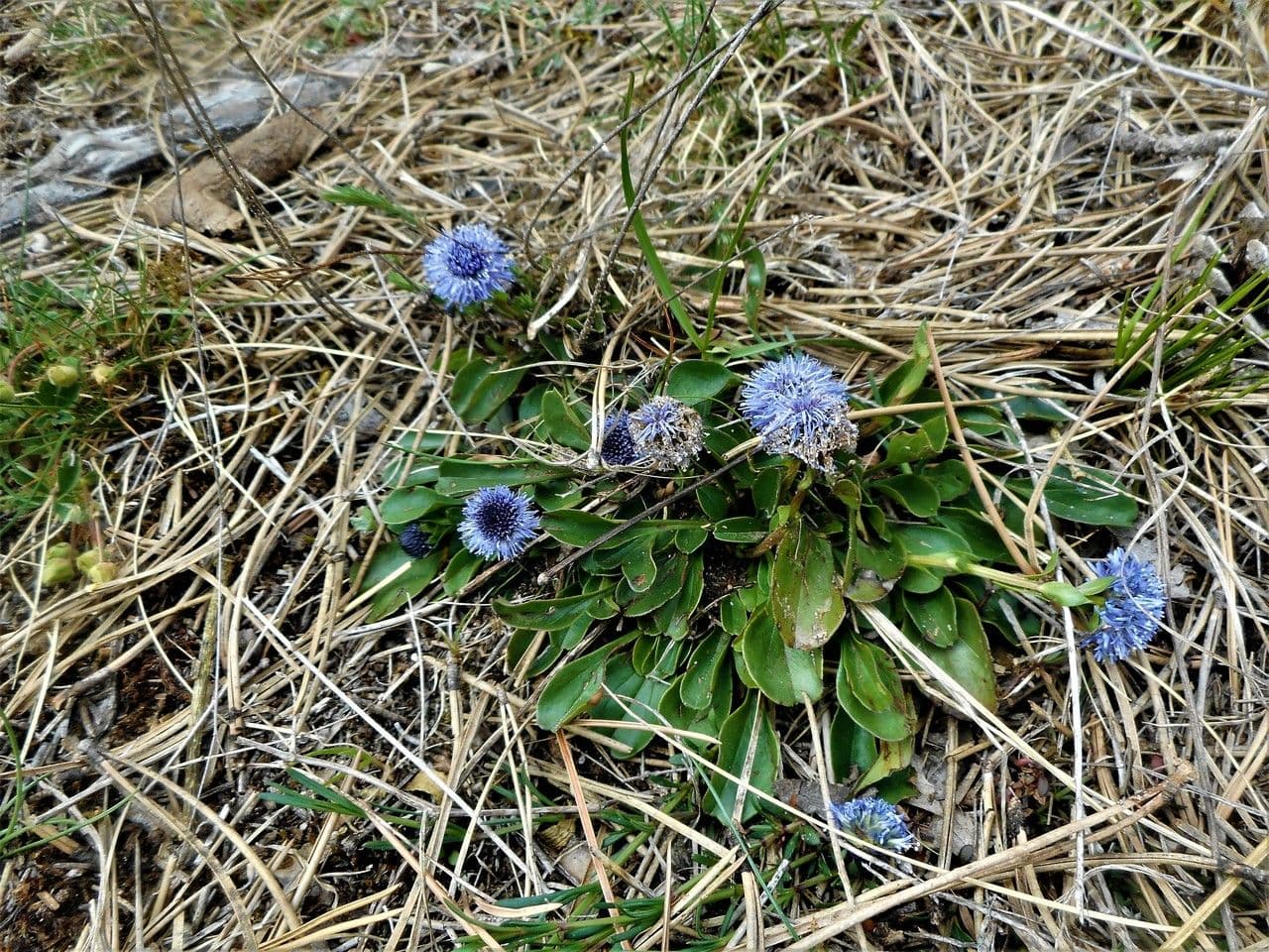 Gewöhnliche Kugelblume 3