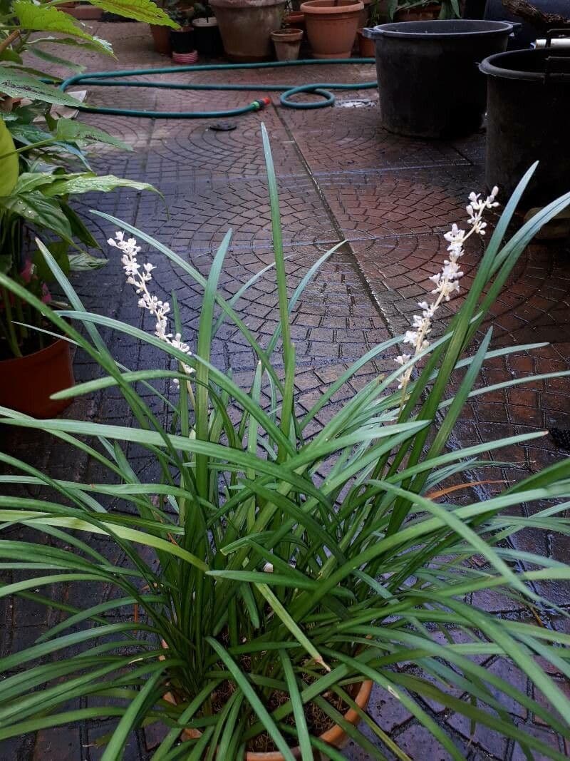 Liriope 22