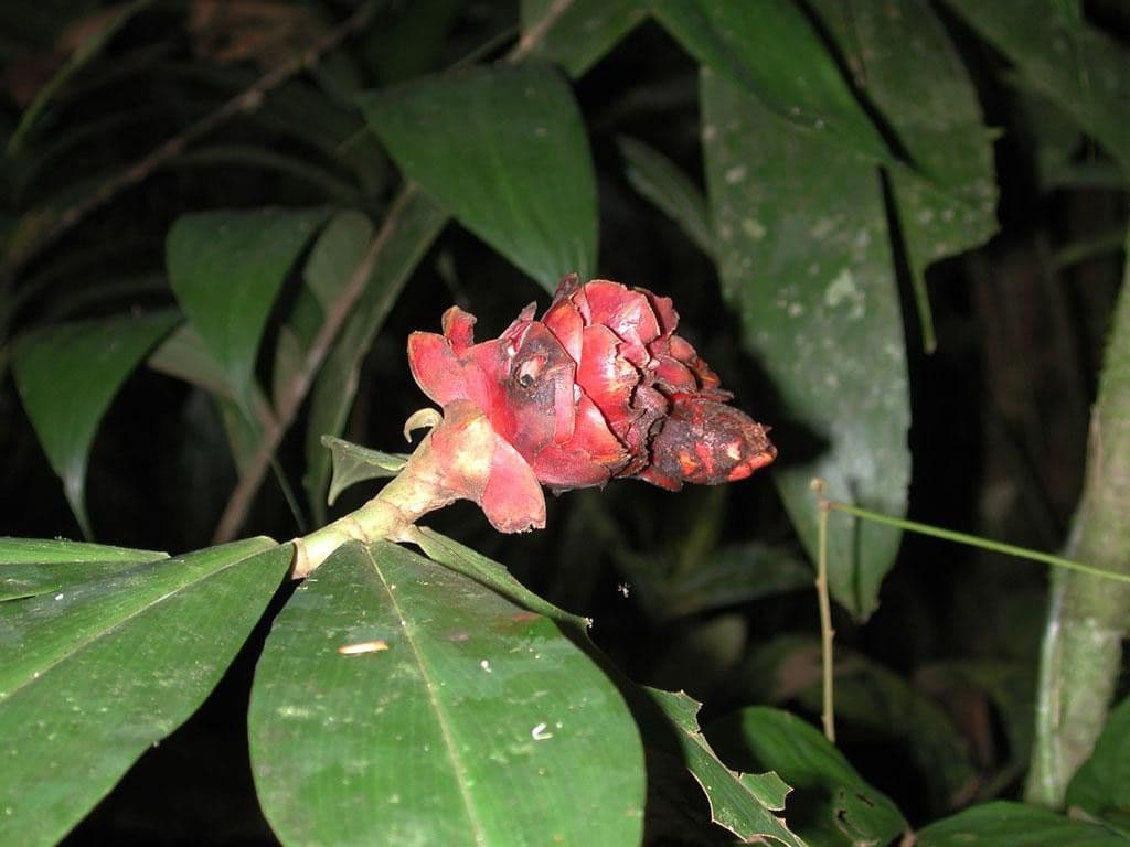Costus scabro 2
