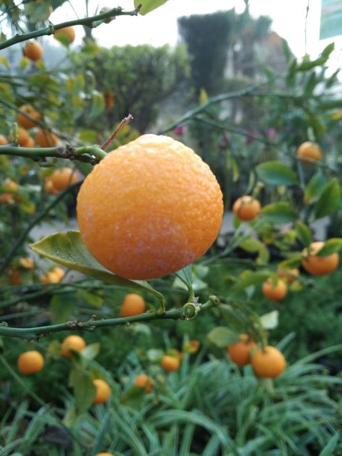 Arancio trifogliato 4