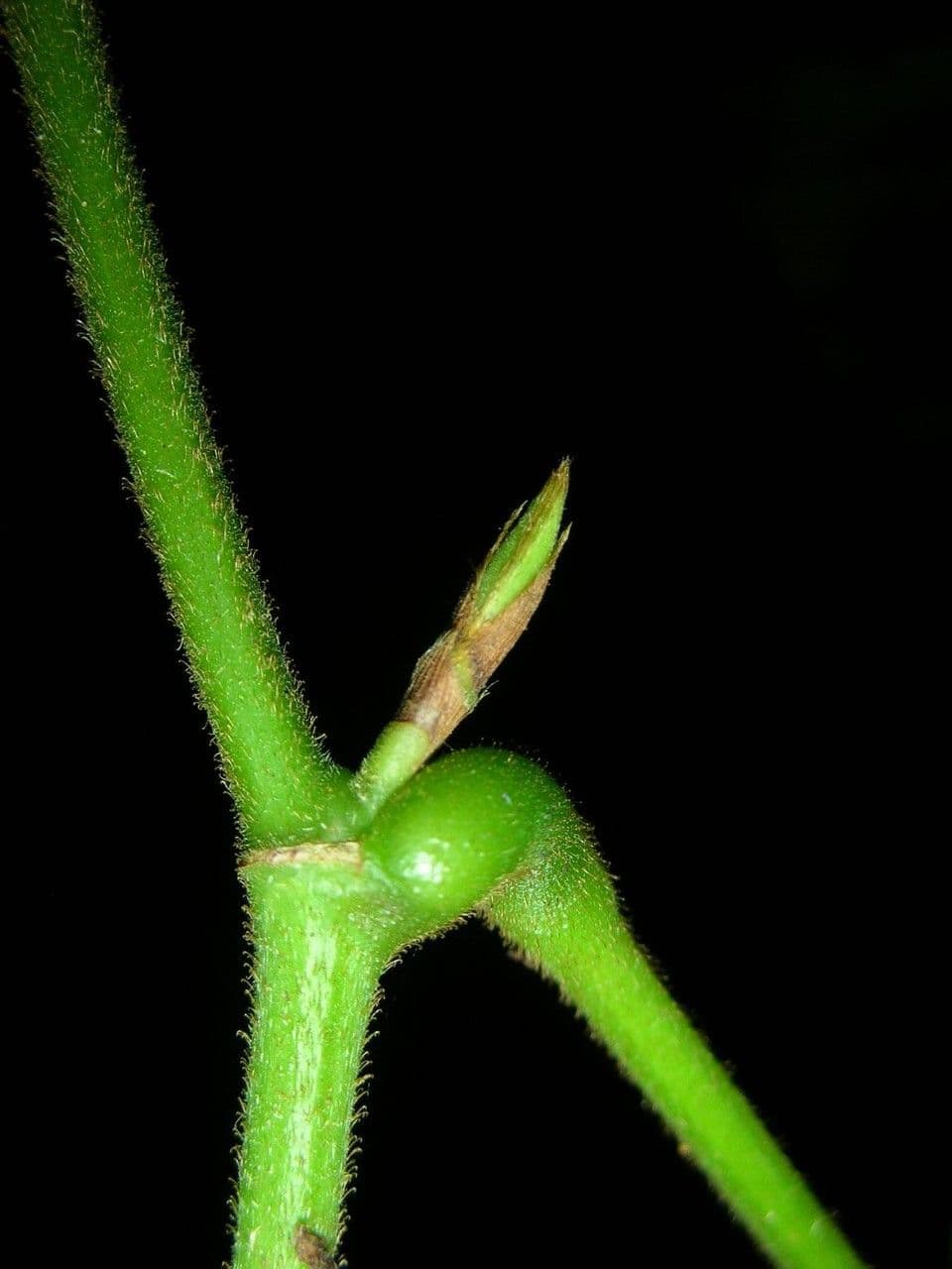 Desmodium 15