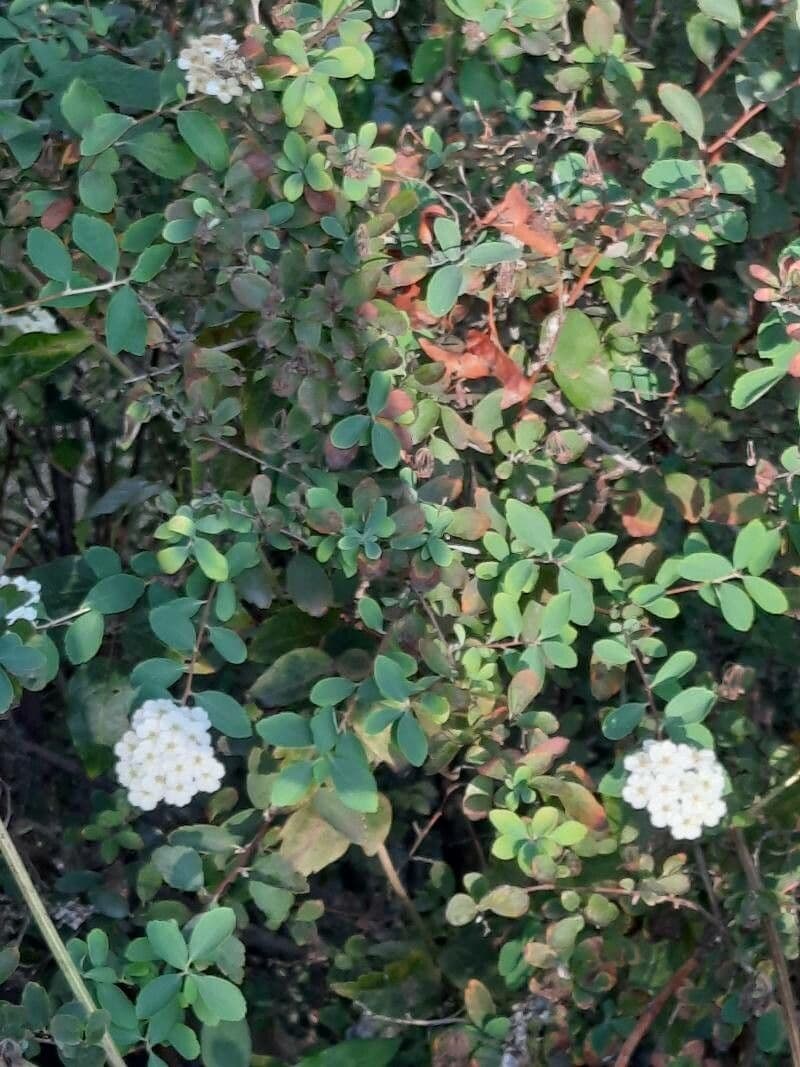 Spiraea ulmifolia 12
