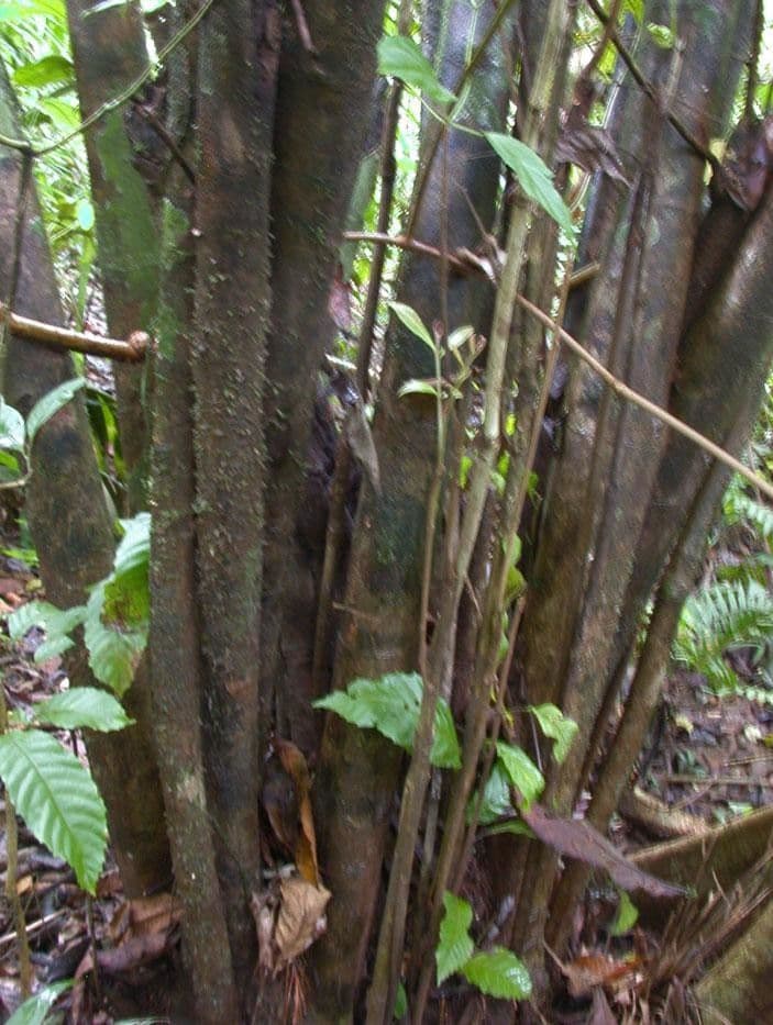 Cupania rossastra 15