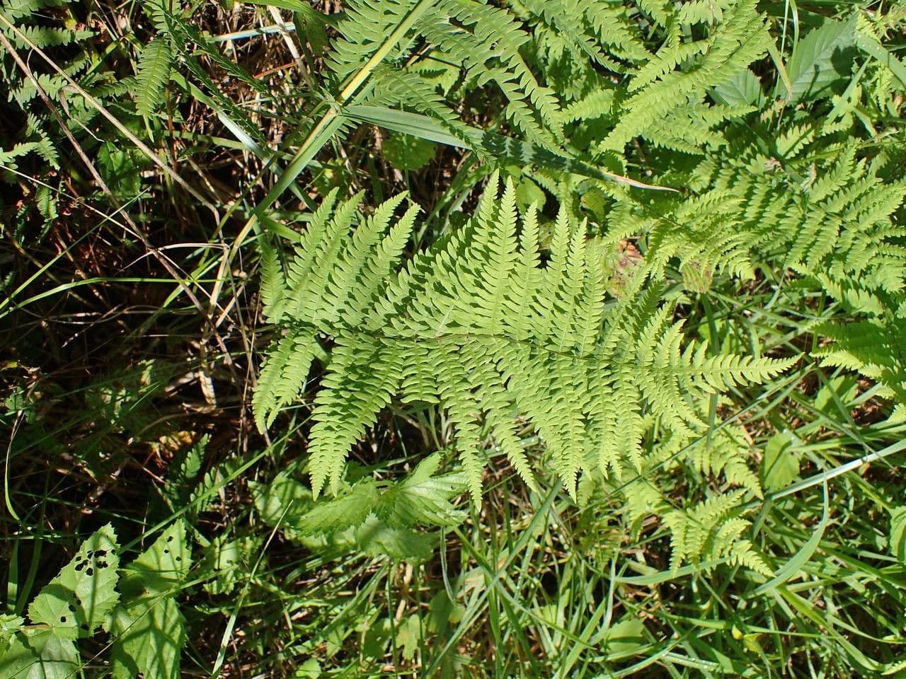 Felce di palude 4