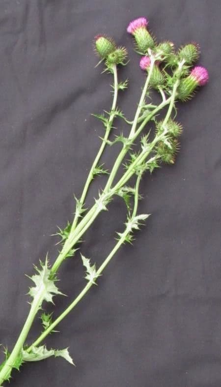 Cirsium mexicanum 14