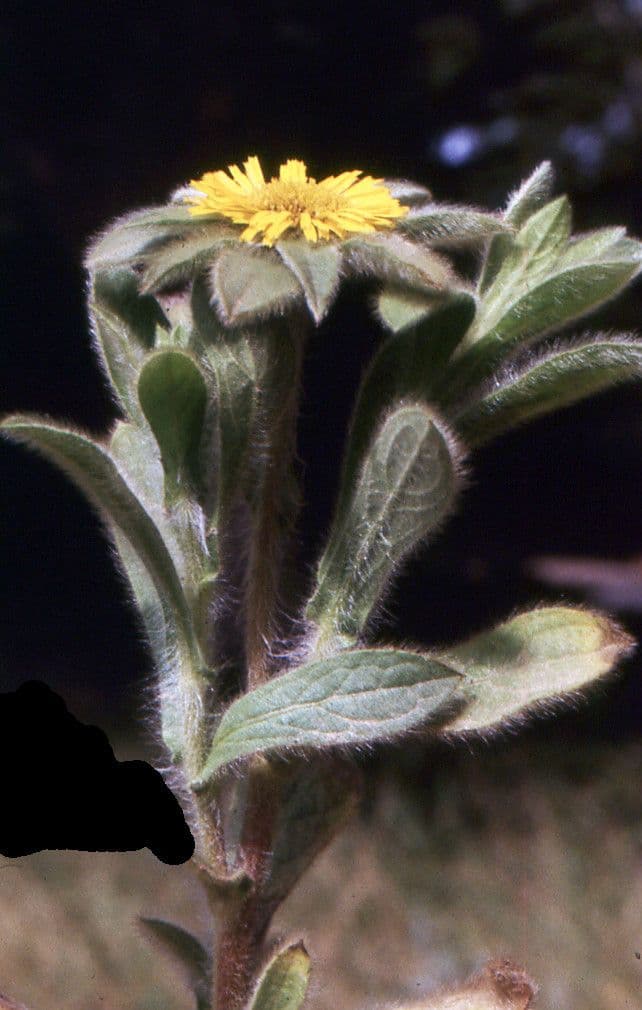 Asteroide spinoso 11