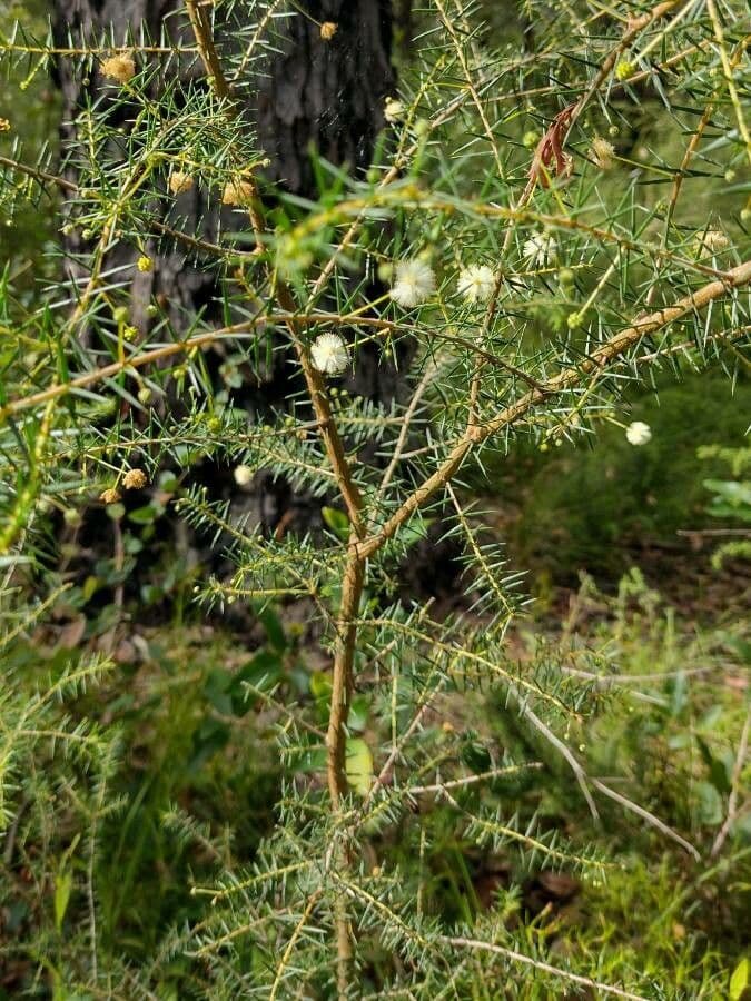 Acacia buisson 6