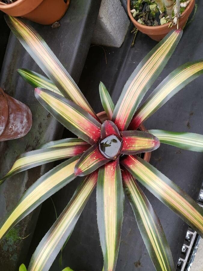Bromelia arrossata 7