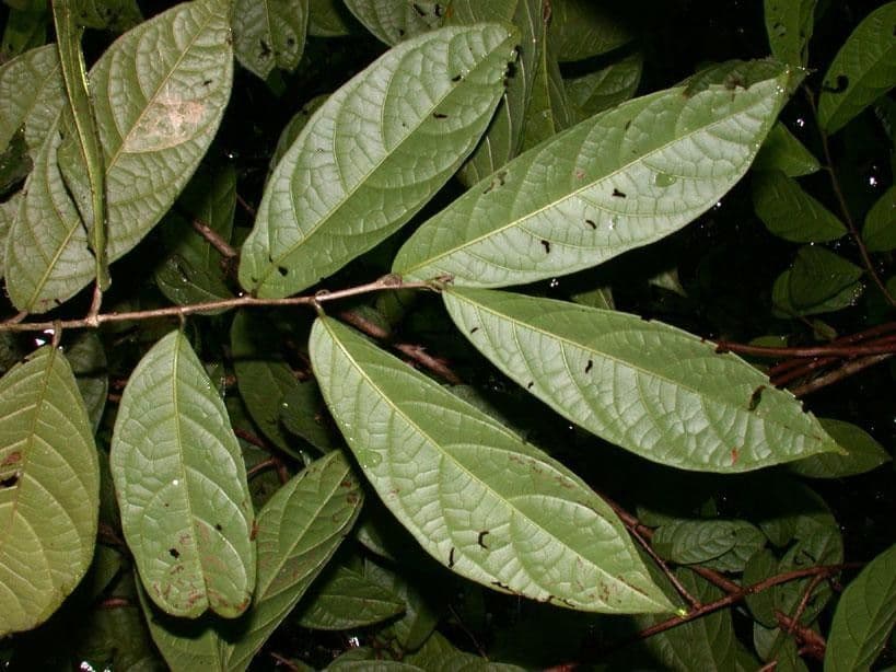 Dichapetalum 7