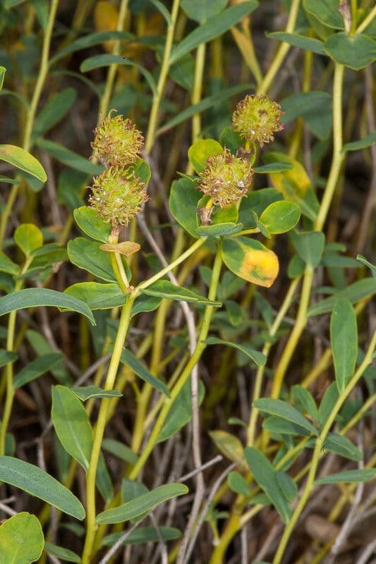 Euphorbia 4