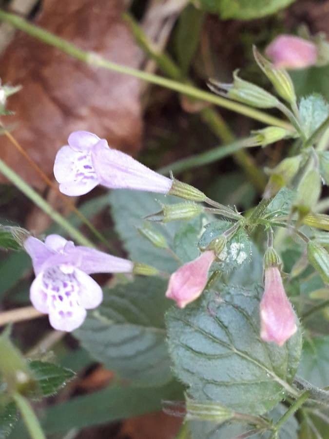Nepitella maggiore 8