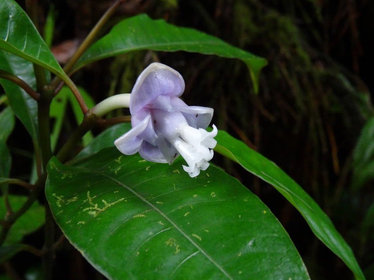 Psychotria 5