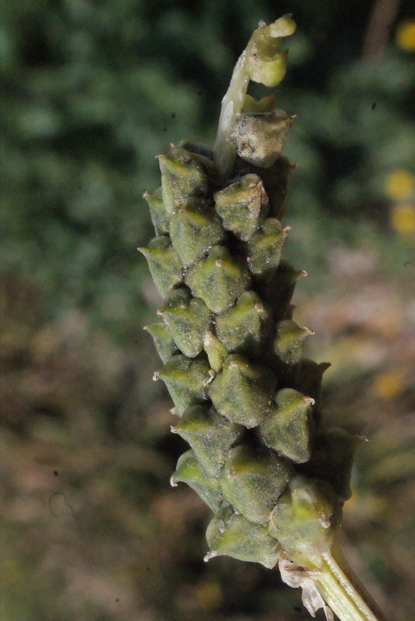 Adonis microcarpa 4