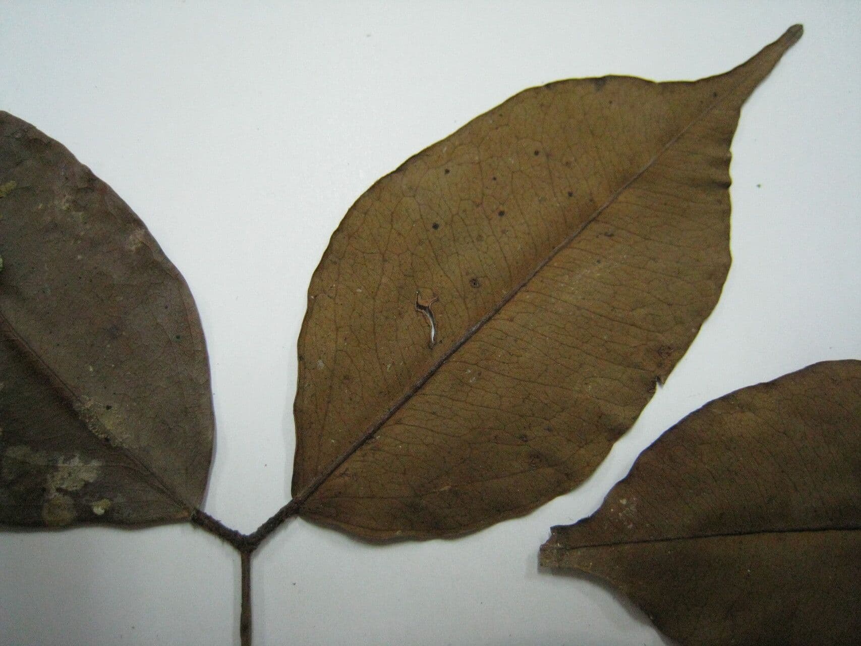Macrolobium 4