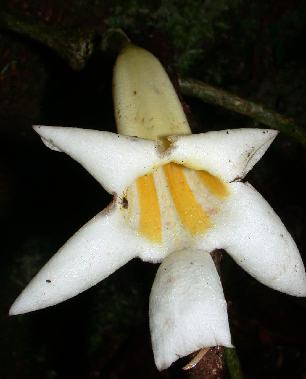 Anemopaegma 6