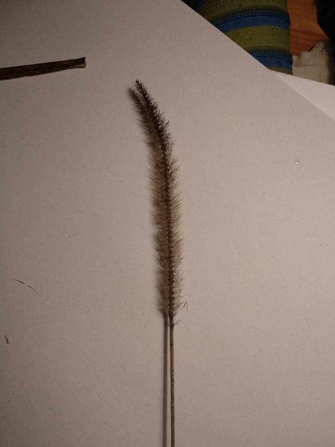 Erba caraibica 2