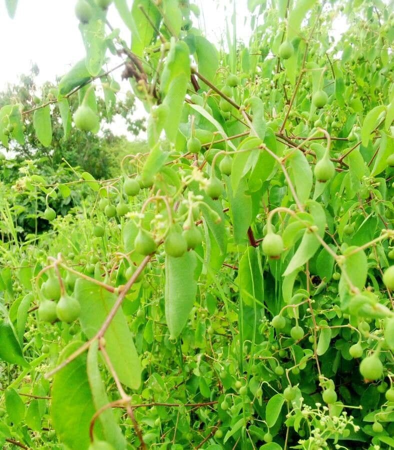 Helinus integrifolius 5
