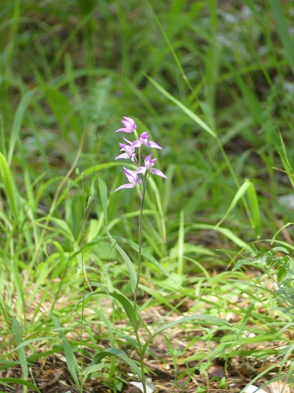 Cefalantera roja 12