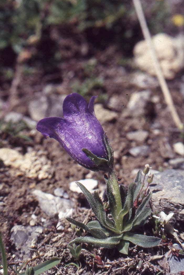 Campanula alpestre 6