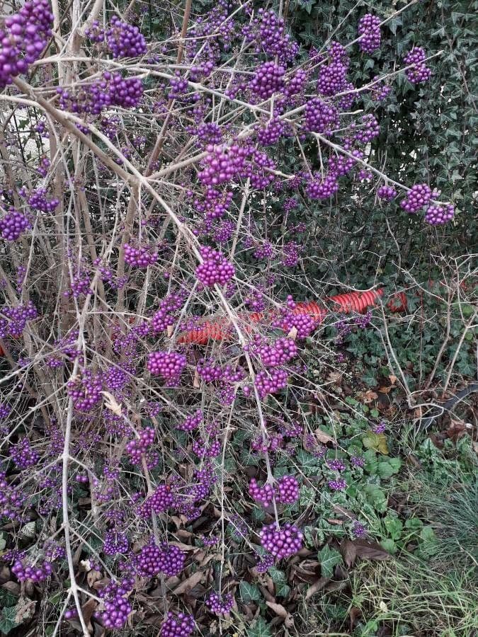 Callicarpa 3